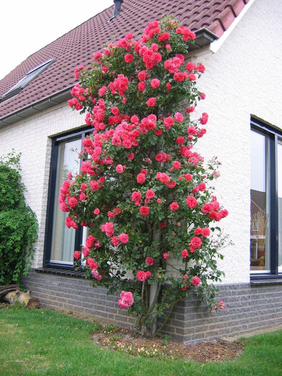 š¹ Elegant Climbing Rose Flower Seeds- 9 Rare and Breathtaking Colors Seeds