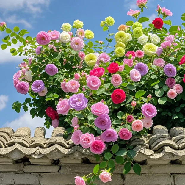 🌹 Elegant Climbing Rose Flower Seeds- 9 Rare and Breathtaking Colors Seeds