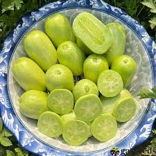 Cucumber-Golden Boy Lady Cucumber